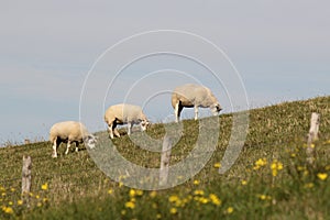 Three white sheep are grazing at the sea dike in summer