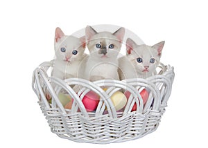 Three white and Siamese kittens in an Easter Basket, isolated