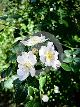 Three white silvestre roses photo