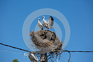 Three white storks in a big destroyed nest on electric pole among wires in Transylvania village. Romania