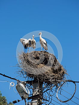 Three white storks in a big destroyed nest on electric pole among wires in Transylvania village. Romania