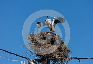 Three white storks in a big destroyed nest on electric pole among wires in Transylvania village. Romania