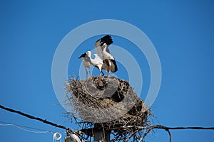 Three white storks in a big destroyed nest on electric pole among wires in Transylvania village. Romania