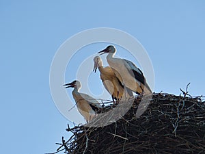 three white storks in the nest on a chimney in Brandenburg