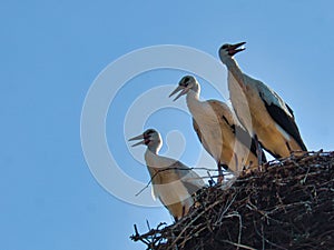 three white storks in the nest on a chimney in Brandenburg