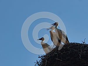 three white storks in the nest on a chimney in Brandenburg