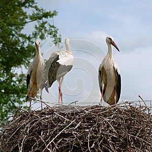 Three white storks sitting in a nest