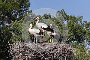 White Storks in the nest photo