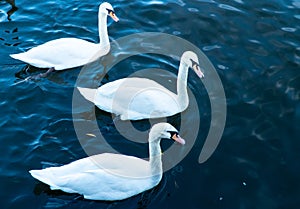 Three white swans on the water
