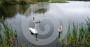 Three white swans on the lake