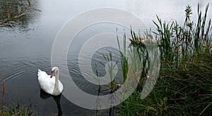 Three white swans on the lake