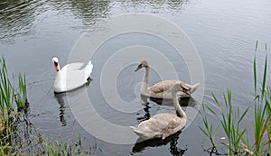 Three white swans on the lake