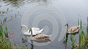 Three white swans on the lake