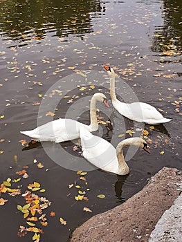 Three white swans on the lake