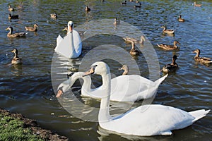 Three white swans swim in the lake along with a large number of wild ducks