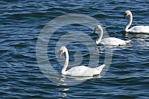 Three White Swans Swimming in Lake Ontario
