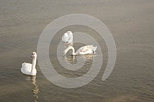 Three white swans on the water