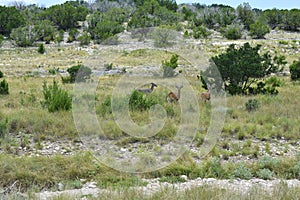 Three White Tail Deer