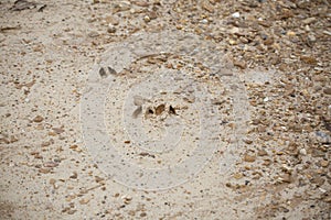 Three White-Tailed Deer Tracks