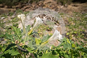 Three white trumpet shaped flowers of hallucinogen plant Devil's Trumpet