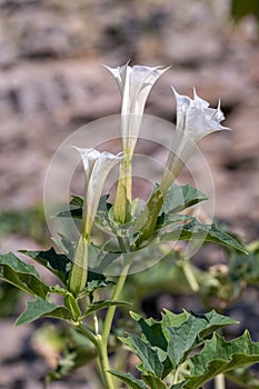 Three white trumpet shaped flowers of hallucinogen plant Devil's Trumpet