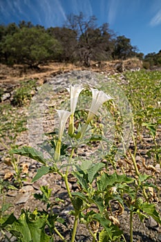 Three white trumpet shaped flowers of hallucinogen plant Devil's Trumpet or Jimsonweed