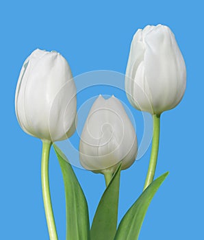 Three White Tulips