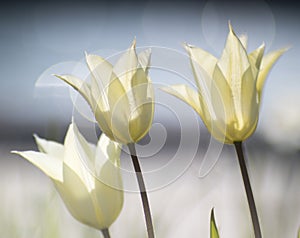 Three white tulips on blue background