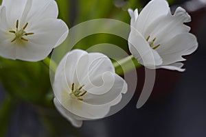 three white tulips with blurred background