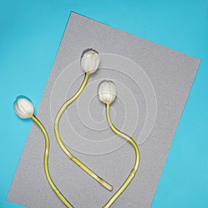 The Three white tulips on a gray and blue background