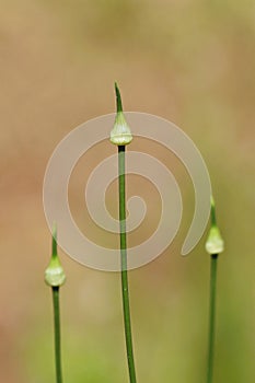 Three white wild garlic bulbs on green stems