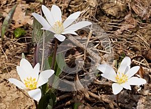 three white and yellow blossoming Bloodroot flowers on forest floor early Spring photo