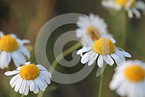 Three white and yellow daisies on a blurred background under the sun in summer