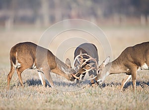 Three whitetail bucks fighting