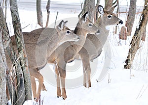 Three Whitetail Deer