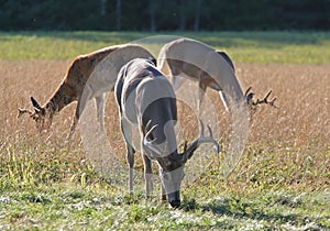 Three Whitetail Deer Bucks