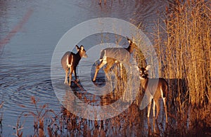 Three Whitetail deer in water