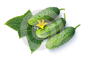 Three Whole Cucumbers With Leaves And Flower