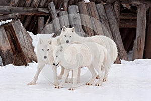 Three wild alaskan tundra wolves are playing on white snow. Canis lupus arctos. Polar wolf or white wolf