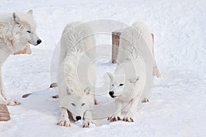 Three wild arctic wolf are playing on white snow. Animals in wildlife. Canis lupus arctos.