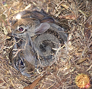 Three Wild Baby img