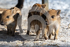 Three wild boar piglets