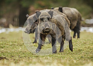 Three wild boars walking