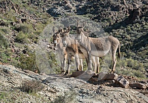 Three wild Burros outside of Oatman, Arizona photo