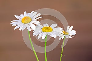 Three wild chamomile flowers over brown background front view closeup