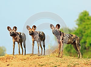 Three wild dogs looking alert with natural blue sky and bush background in South Luangwa National Park, Zambia