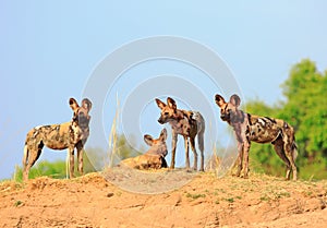 Three wild dogs with a vibrant blue sky and green bush background standing looking alert, south luangwa national park, Zambia
