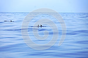 Three wild dolphins swimming in the tropical ocean