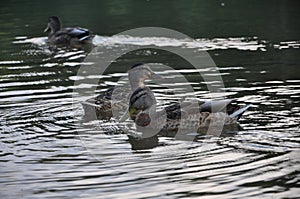Three wild ducks on the water
