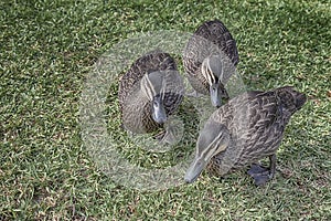 Three wild ducks on green grass.